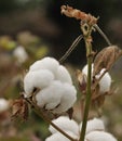 Mature cotton Royalty Free Stock Photo