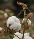 Mature cotton