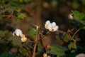 Mature cotton balls on the plant. Used selective focus