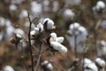 Mature Cotton Bolls with Blurred Background