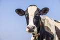 Mature cow, black and white friendly looking, pink nose, white blaze in front of a blue sky
