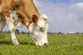 Mature cow, black and white looking curious at camera, in a green field, blue sky Royalty Free Stock Photo