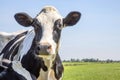 Mature cow, black and white, looking curious in a green field, medium shot in front view of a blue sky Royalty Free Stock Photo