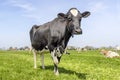 Mature cow, black and white standing, looking happy at the camera, in a green field, blue sky Royalty Free Stock Photo