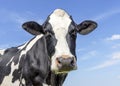Mature cow, head black and white looking friendly, pink nose, in front of a blue sky