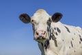 Mature cow head, black and white spotted, grumpy looking, pink nose, dairy milk stock in front of a blue sky Royalty Free Stock Photo