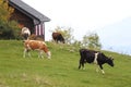 Cows grazing on a mountain pasture Royalty Free Stock Photo