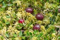 Mature cranberry berries in moss close up