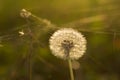 Beautiful dandelion - shoot backlight