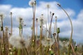 Mature dandelions on a lawn in the city yard