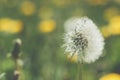 Mature dandelions on a meadow