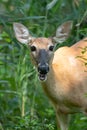 Mature doe calmy eats in the woods on a sunny day in the park Royalty Free Stock Photo