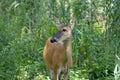 Mature doe calmy eats in the woods on a sunny day in the park Royalty Free Stock Photo