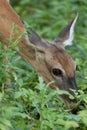 Mature doe calmy eats in the woods on a sunny day in the park Royalty Free Stock Photo