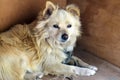 Mature dog on chain is resting in his booth. Watchdog looks into distance. Close-up.