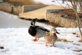 Mature drake & hen mallard standing in the snow in front of rock