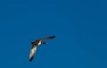 Mature drake mallard in flight against a bright blue sky.