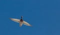 Mature drake mallard in flight against a bright blue sky