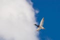 Mature drake mallard in flight against a bright blue sky