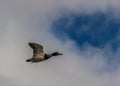 Mature drake mallard in flight against a cloudy sky with patches of blue sky.