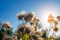 Mature dried milk thistle flowers under rays of sun. Liver Treatment Royalty Free Stock Photo