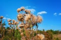 Mature dried milk thistle flowers under rays of sun. Liver Treatment Royalty Free Stock Photo