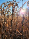 Mature dry corn stalks. Field with dry ripe corn Royalty Free Stock Photo