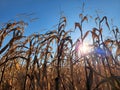 Mature dry corn stalks. Field with dry ripe corn Royalty Free Stock Photo