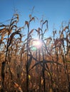Mature dry corn stalks. Field with dry ripe corn Royalty Free Stock Photo