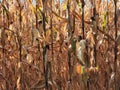 Mature dry corn stalks. Field with dry ripe corn Royalty Free Stock Photo