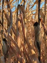 Mature dry corn stalks. Field with dry ripe corn Royalty Free Stock Photo