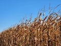 Mature dry corn stalks. Field with dry ripe corn Royalty Free Stock Photo