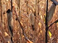 Mature dry corn stalks. Field with dry ripe corn Royalty Free Stock Photo