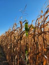 Mature dry corn stalks. Field with dry ripe corn Royalty Free Stock Photo