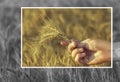 Mature, dry ears of golden wheat in a field at sunset in his hand agronomist. Harvesting Royalty Free Stock Photo