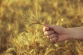 Mature, dry ears of golden wheat in a field at sunset in his hand agronomist. Royalty Free Stock Photo