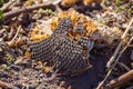 Mature, dry piece of sunflower lies in a field on the ground.