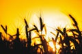 Mature, dry spikelets of wheat gold color close-up in the field on a background sunset. Royalty Free Stock Photo