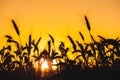 Mature, dry spikelets of wheat gold color close-up in the field on a background sunset. Royalty Free Stock Photo