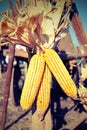 mature dry yellow corn with corn seeds tied to the old cart farm Royalty Free Stock Photo