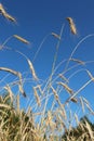mature ears of wheat against the blue sky Royalty Free Stock Photo