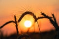 Wheat field on sunset background. Royalty Free Stock Photo