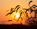 Wheat field on sunset background. Royalty Free Stock Photo