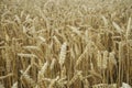 Mature ears of wheat close up on a cloudy day Royalty Free Stock Photo