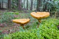 mature edible Larch Bolete, Suillus grevillei, growing on a mossy sandy forest floor