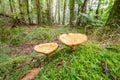 Mature edible Larch Bolete, Suillus grevillei, growing on a mossy sandy forest floor