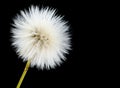 Mature efflorescing poisonous sonchus arvensis on black as dandelion Royalty Free Stock Photo