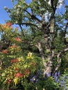 Mature English Garden in spring, North Yorkshire, England, United Kingdom