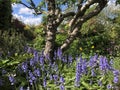 Mature English Garden in spring, North Yorkshire, England, United Kingdom