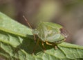 Mature Eurasian Green shield bug Palomena prasina on a green leaf, high angle view Royalty Free Stock Photo